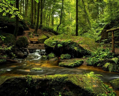 schönste Wälder Deutschland