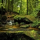 die zehn schönsten Wälder Deutschlands von Instagram