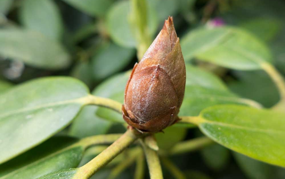 Rhododendron-Zikade verursacht schwarz-braune Knospen
