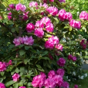 Rhododendron pflanzen und pflegen