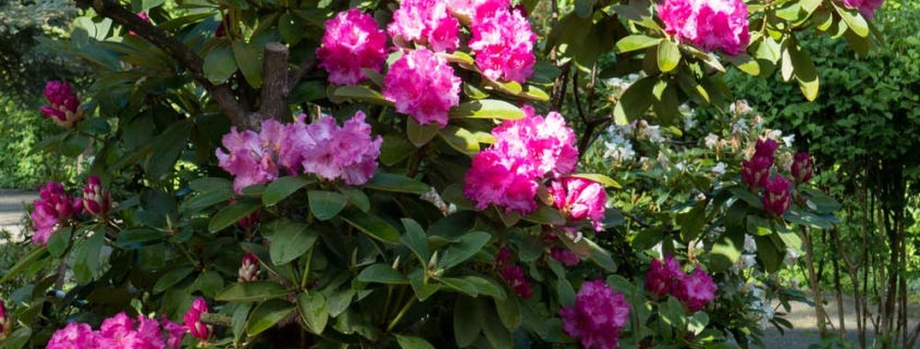 Rhododendron pflanzen und pflegen