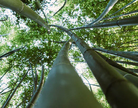 Bambusdielen verlegen
